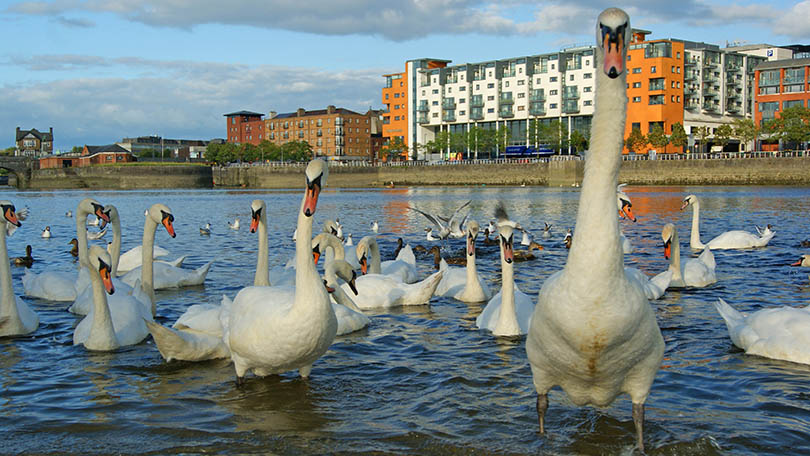 Limerick